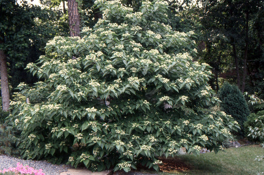Clerodendron trichotomum - Harlequin Glorybower