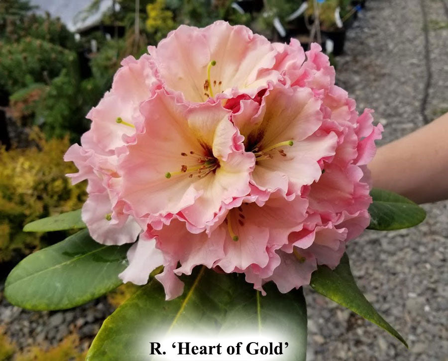 R. 'Heart of Gold'