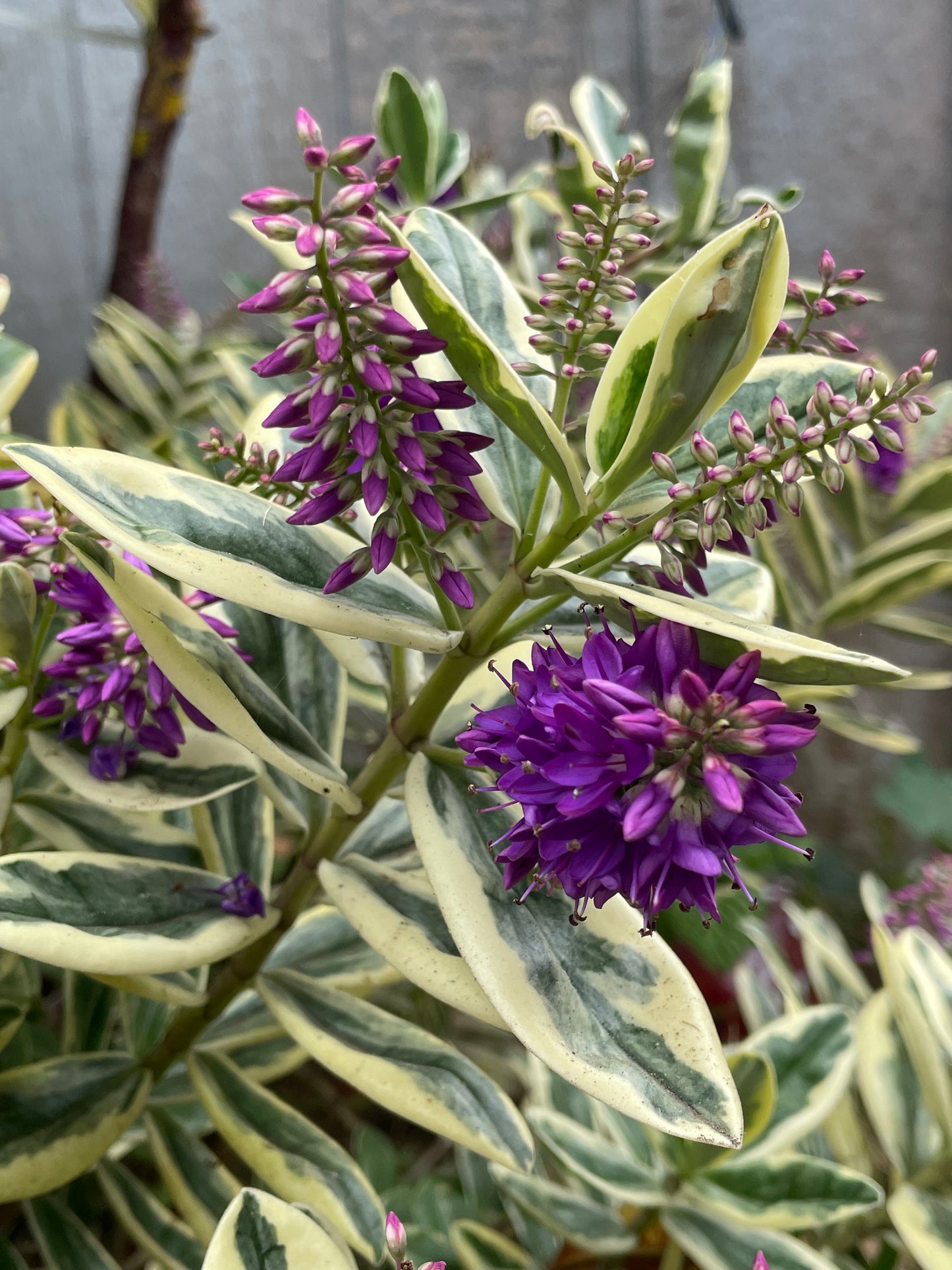 Patty's Purple Variegated Hebe