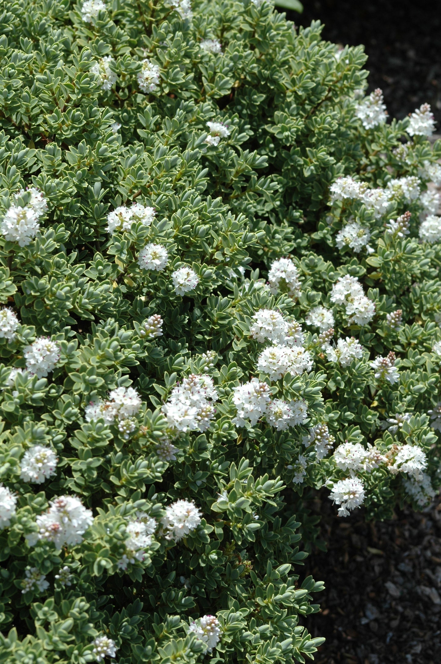 Hebe pinguifolia 'Sutherlandii'