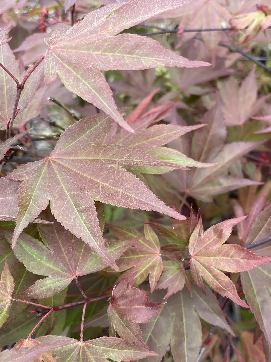 Acer palmatum 'Hefner's Red'