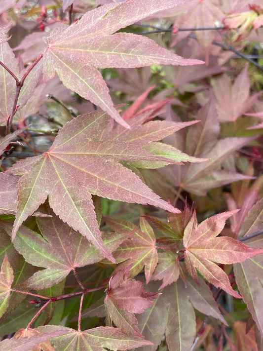 Acer palmatum 'Hefner's Red'