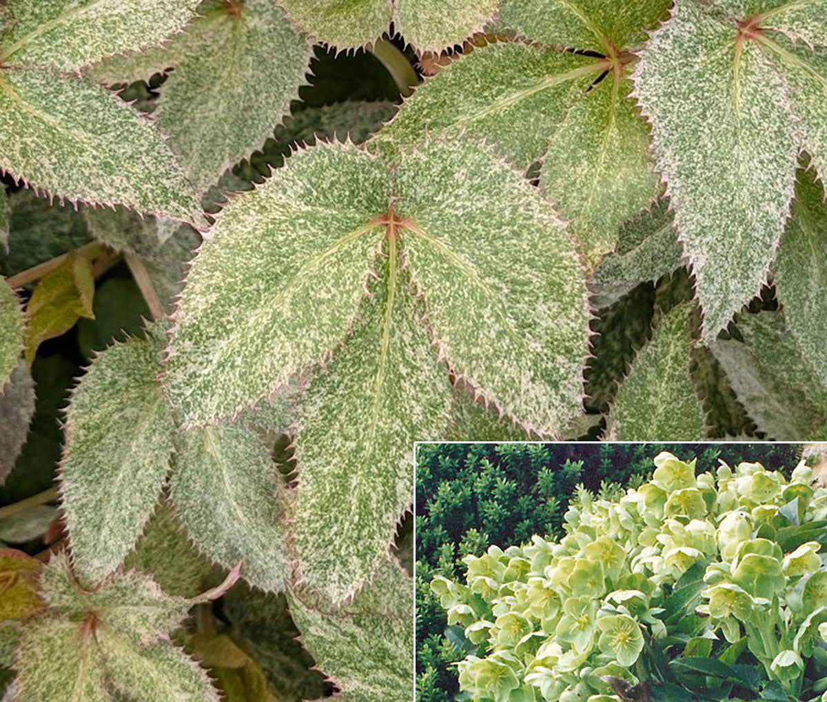 Helleborus 'Pacific Frost'