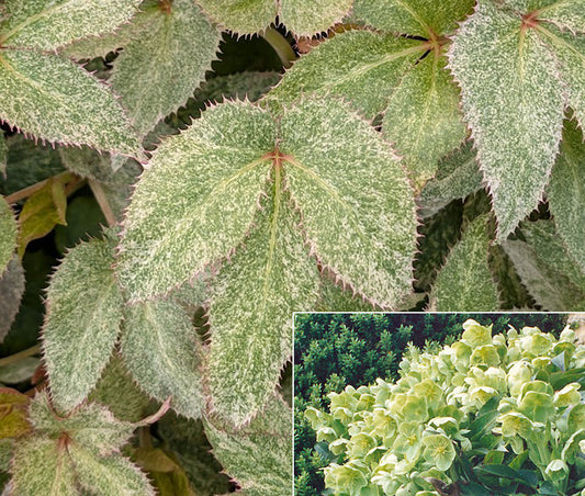 Helleborus 'Pacific Frost'
