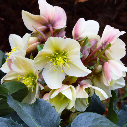 Helleborus HGC 'Champion'