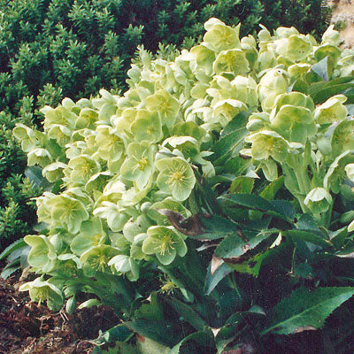 Helleborus 'Pacific Frost'