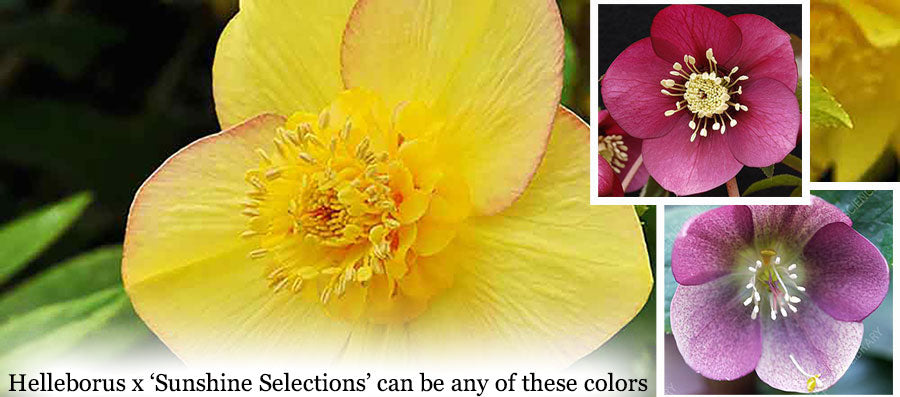 Helleborus hybrids 'Sunshine  Selections'
