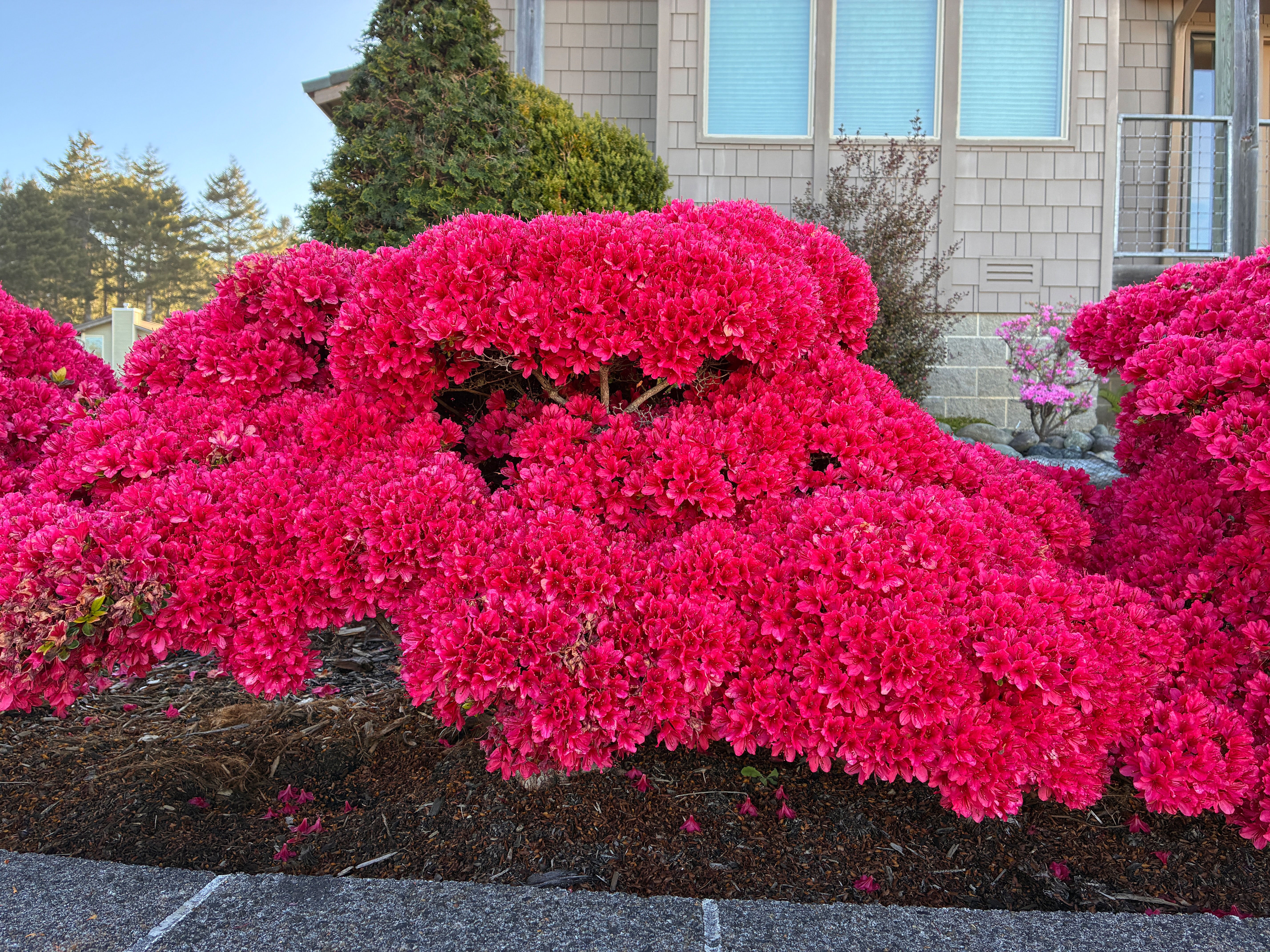Issho-no-haru – Singing Tree Gardens Nursery