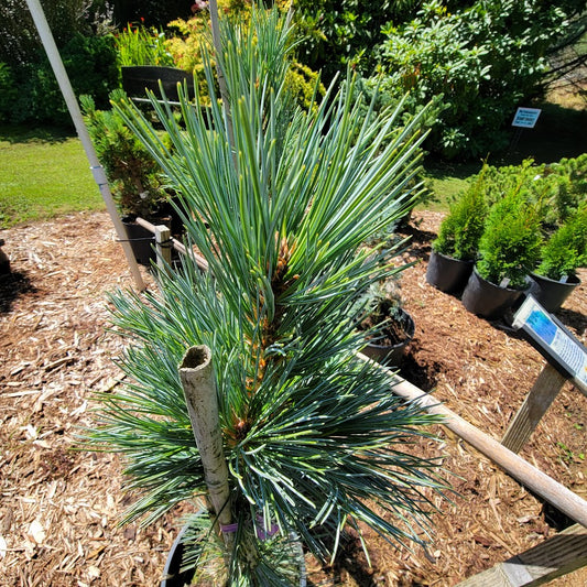 Pinus strobus 'Hopper Blue Mountain'