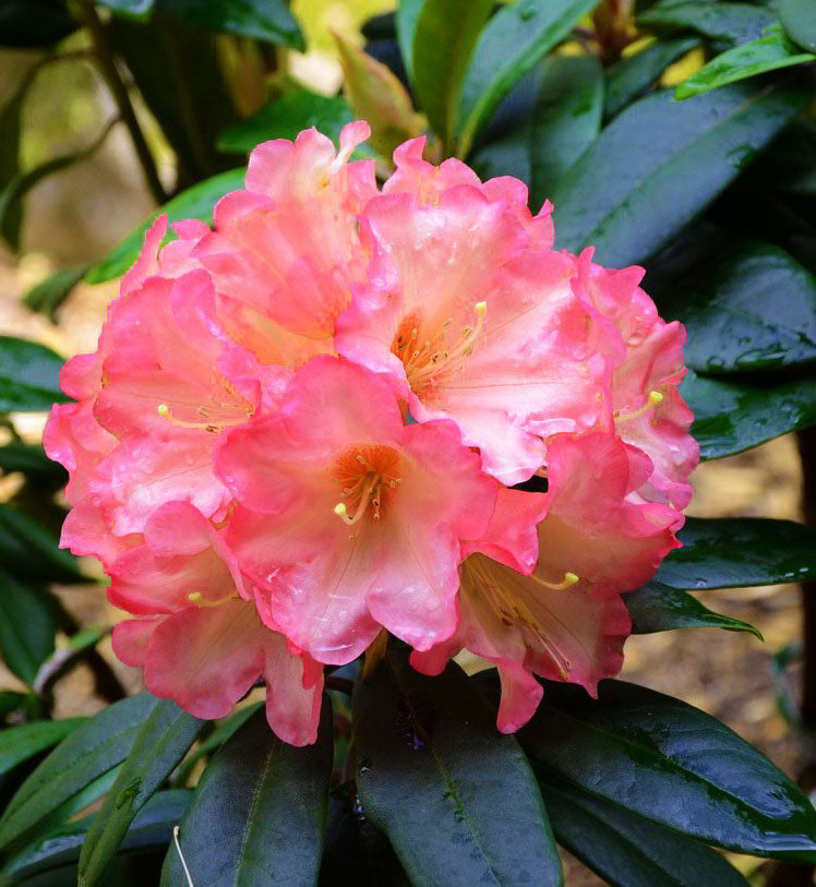 R. 'Horizon Fiesta'