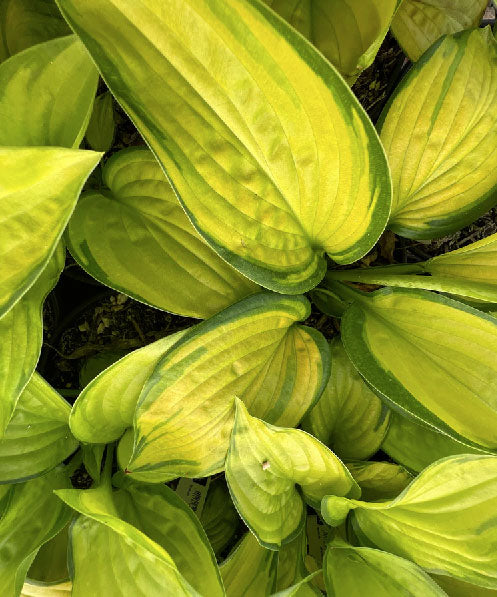 Hosta 'Stained Glass'