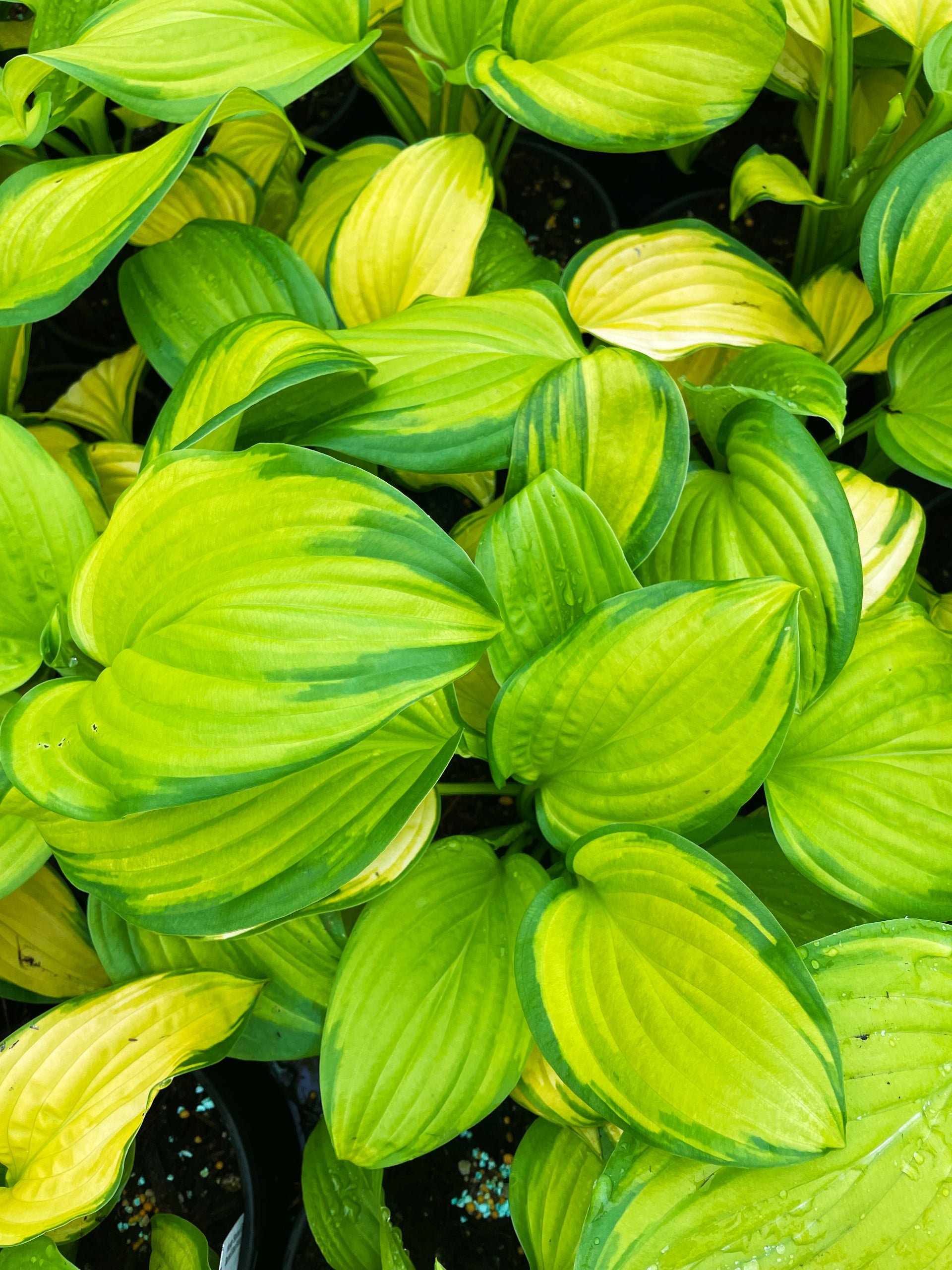 stained glass hosta plant Hosta 'Stained Glass'