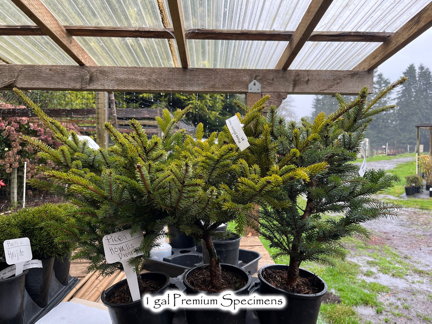 Picea bicolor 'Howell's Dwarf'