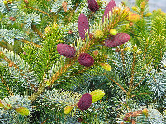 Picea bicolor 'Howell's Dwarf'