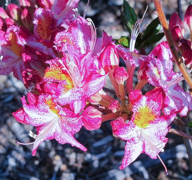 Az. occidentale 'Humboldt Picotee'