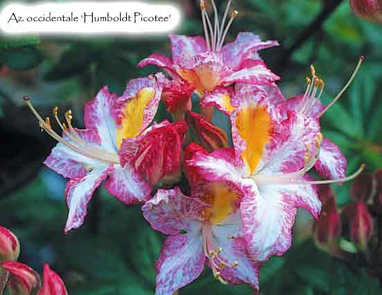 Az. occidentale 'Humboldt Picotee'