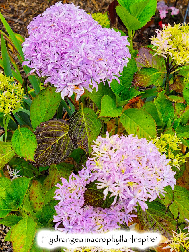 Hydrangea macrophylla 'Inspire'