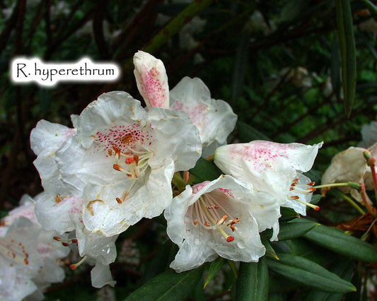 Rhododendron hyperethrum