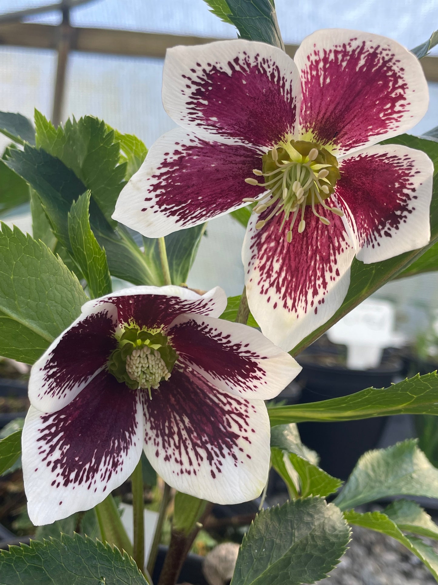 Helleborus x hybridus  Winter Jewels series 'Painted'