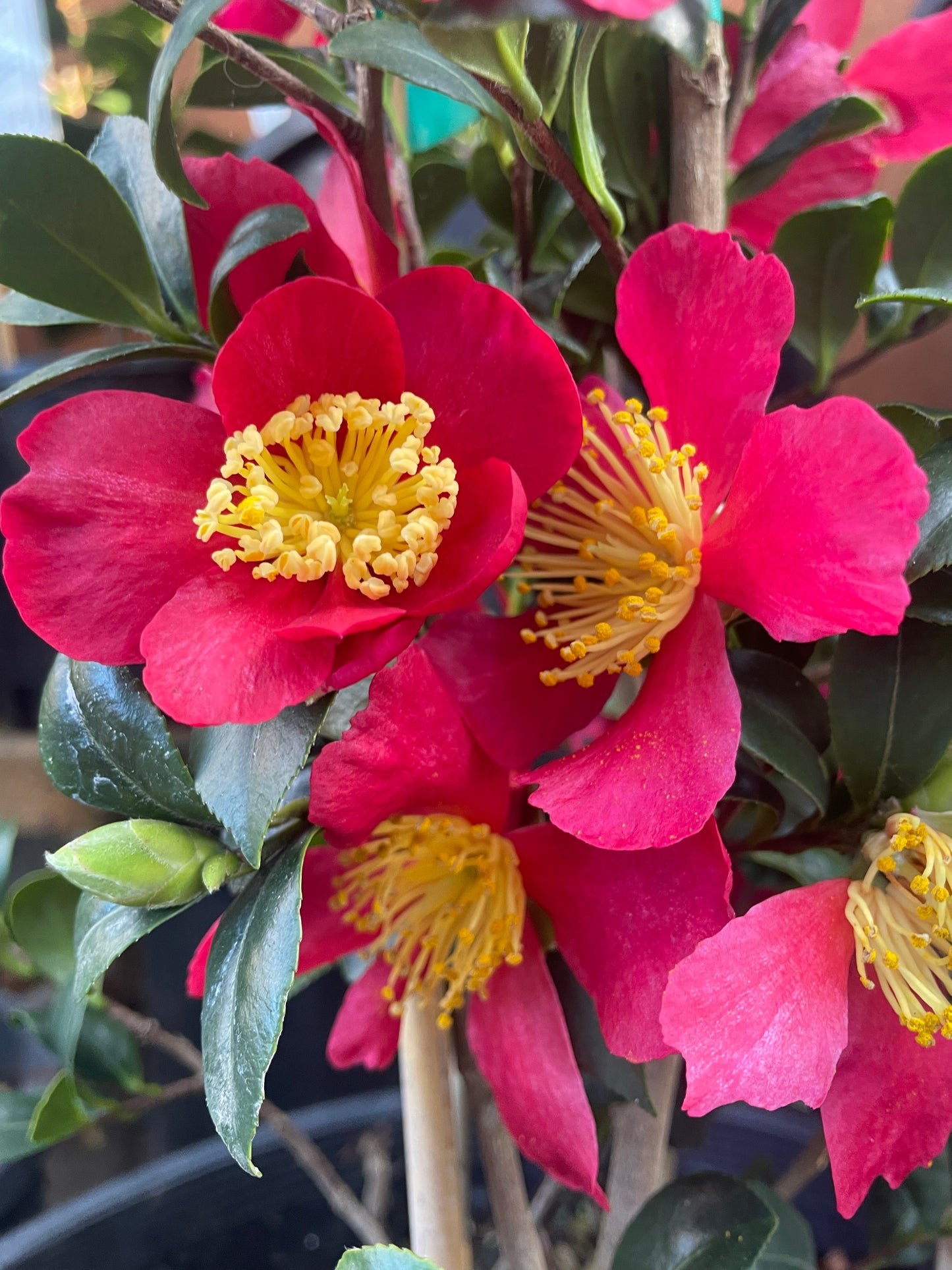 Camellia x vernalis 'Yuletide'