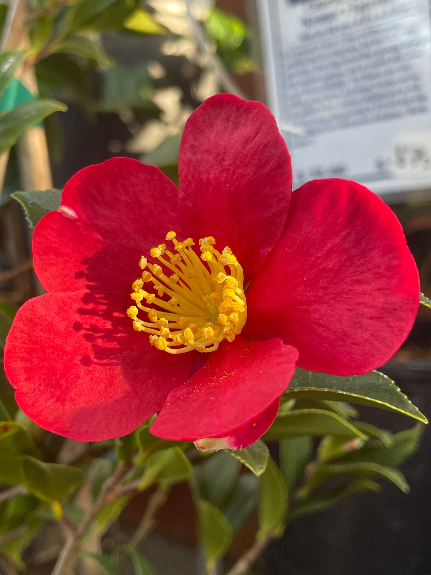 Camellia x vernalis 'Yuletide'