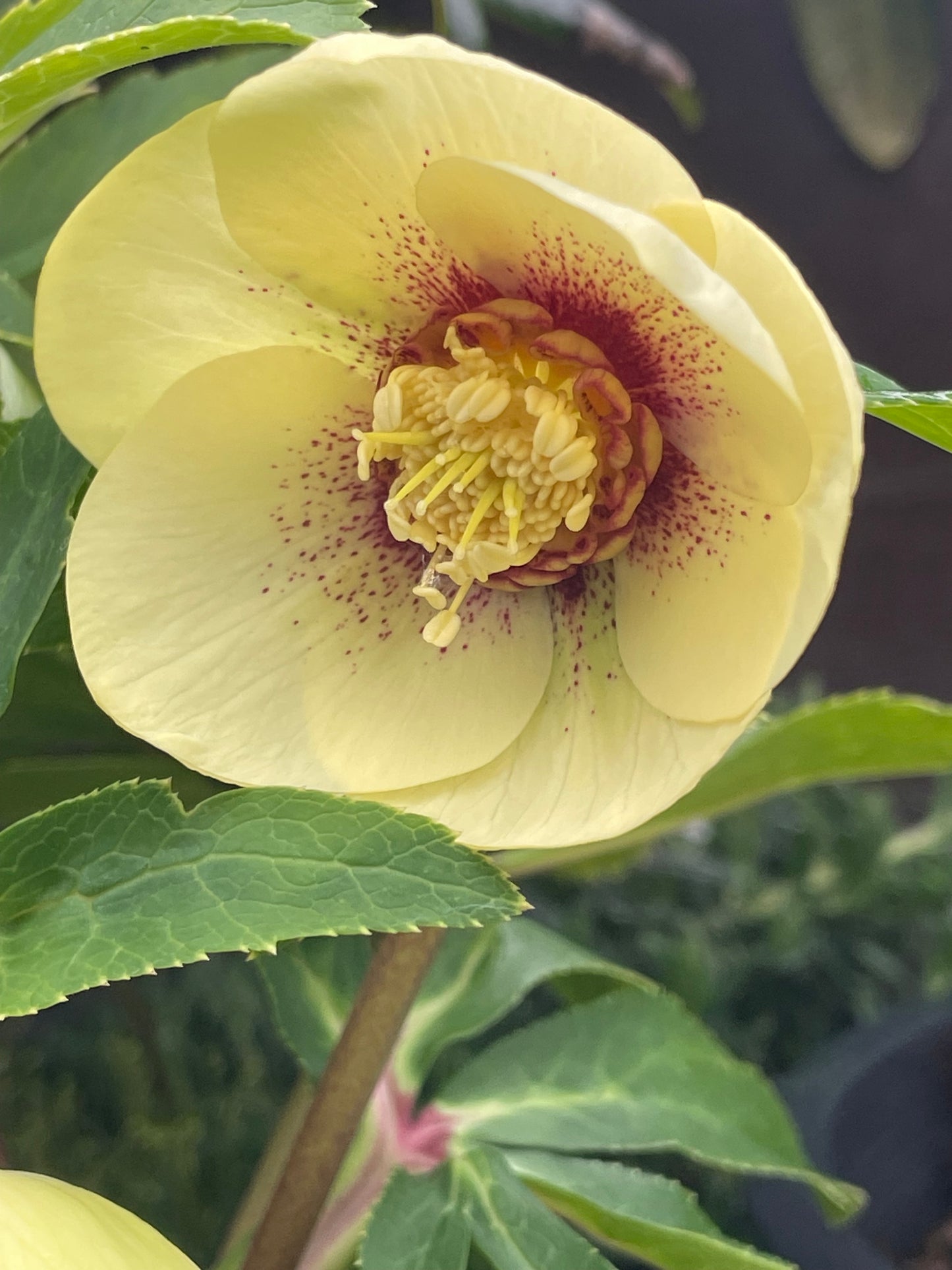 Helleborus Winter Jewels 'Golden Sunrise'