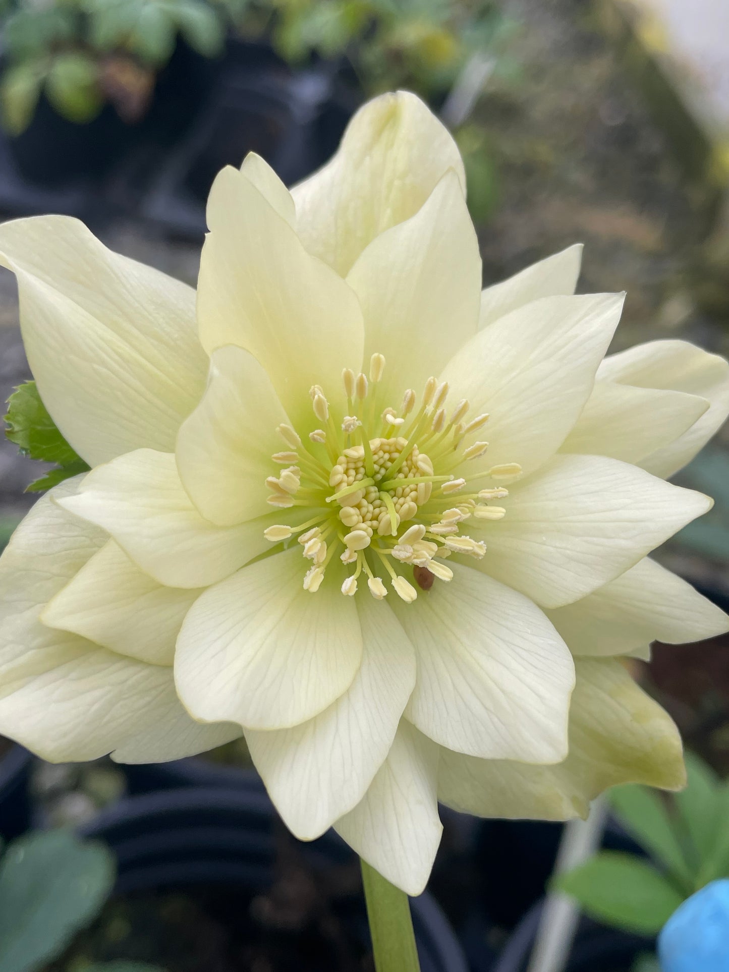 Double helleborus 'Golden Lotus'