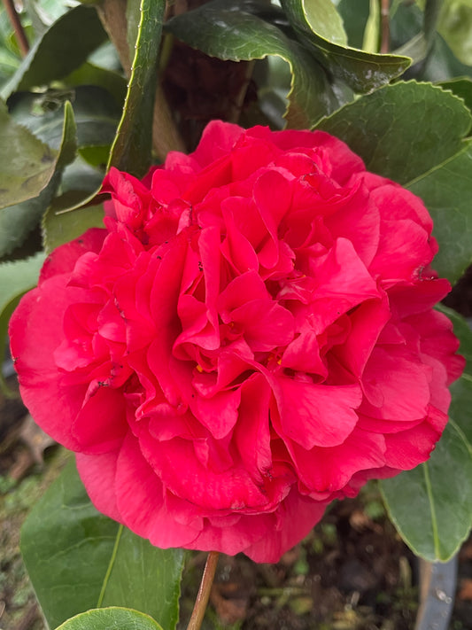 Camellia japonica 'Kramer's Supreme'