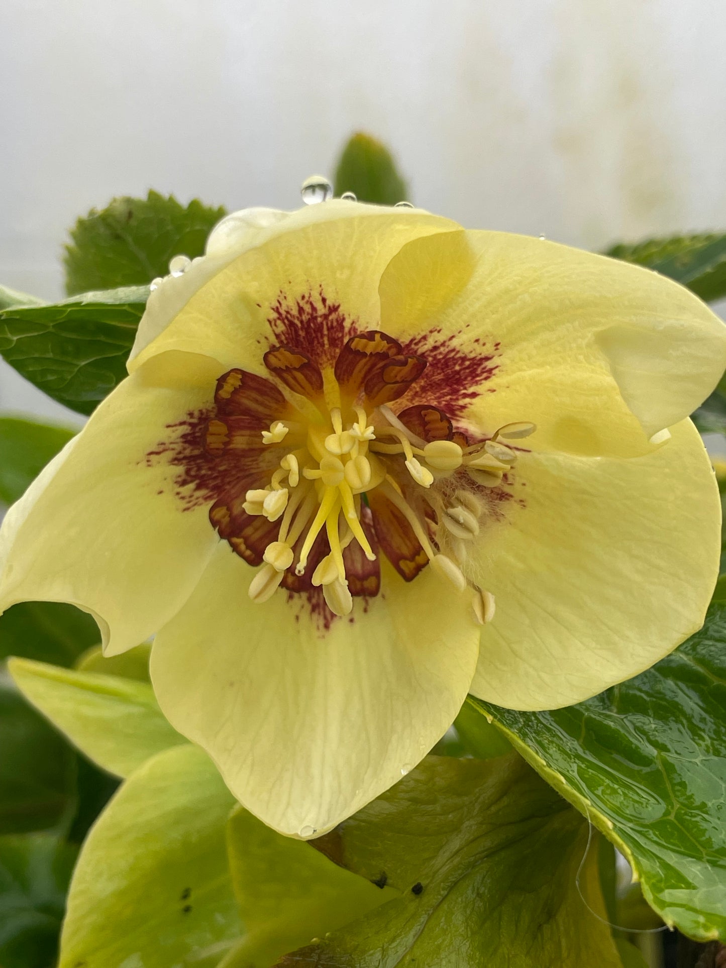 Helleborus Winter Jewels 'Golden Sunrise'