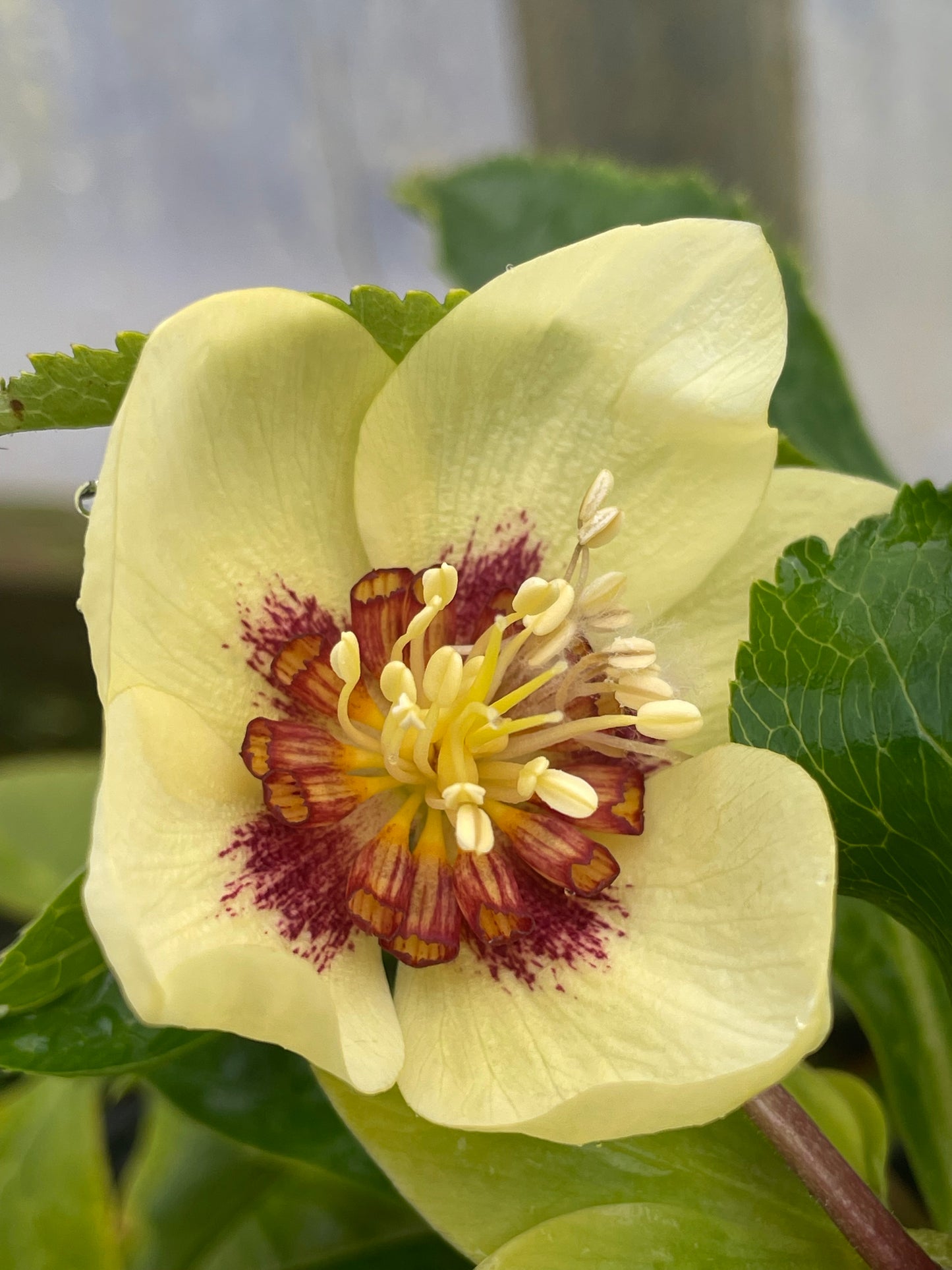 Helleborus Winter Jewels 'Golden Sunrise'