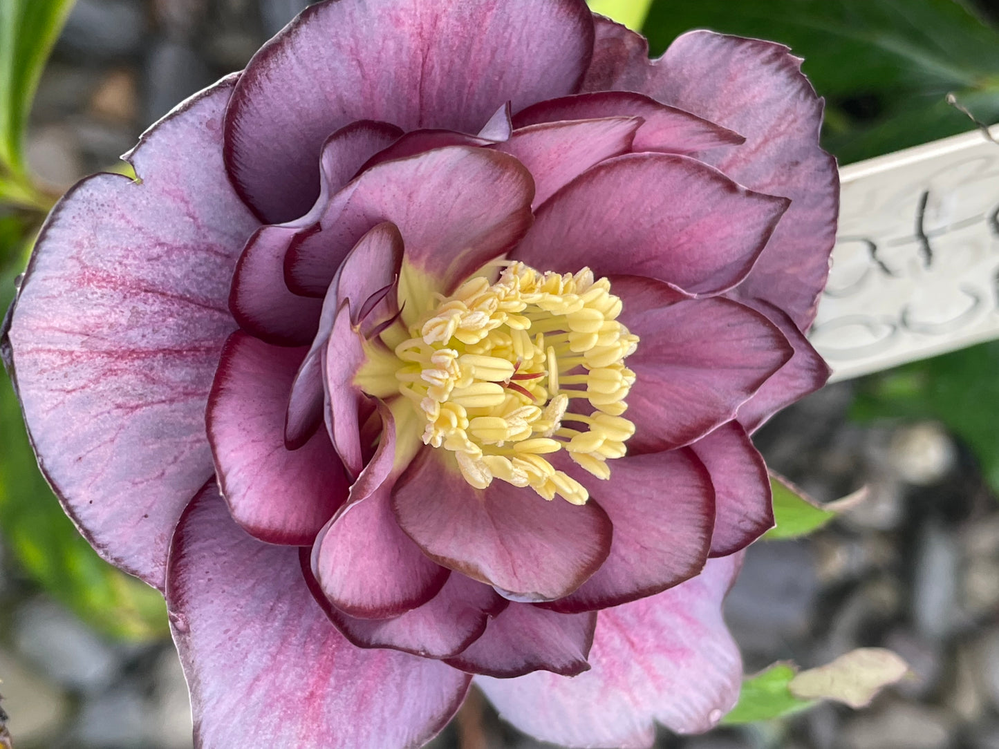 Winter Jewels 'Slate Double' Hellebore