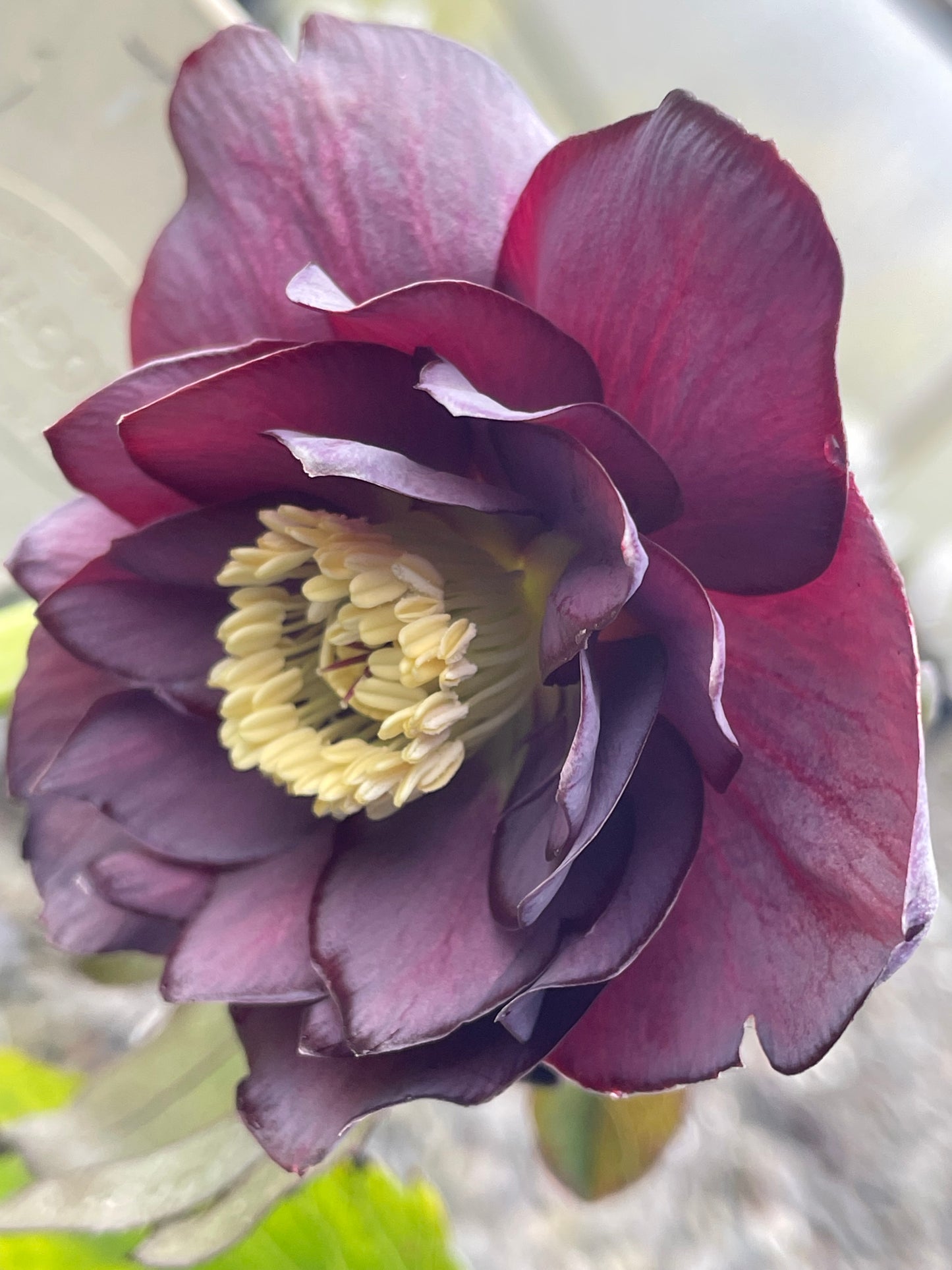 Winter Jewels 'Slate Double' Hellebore