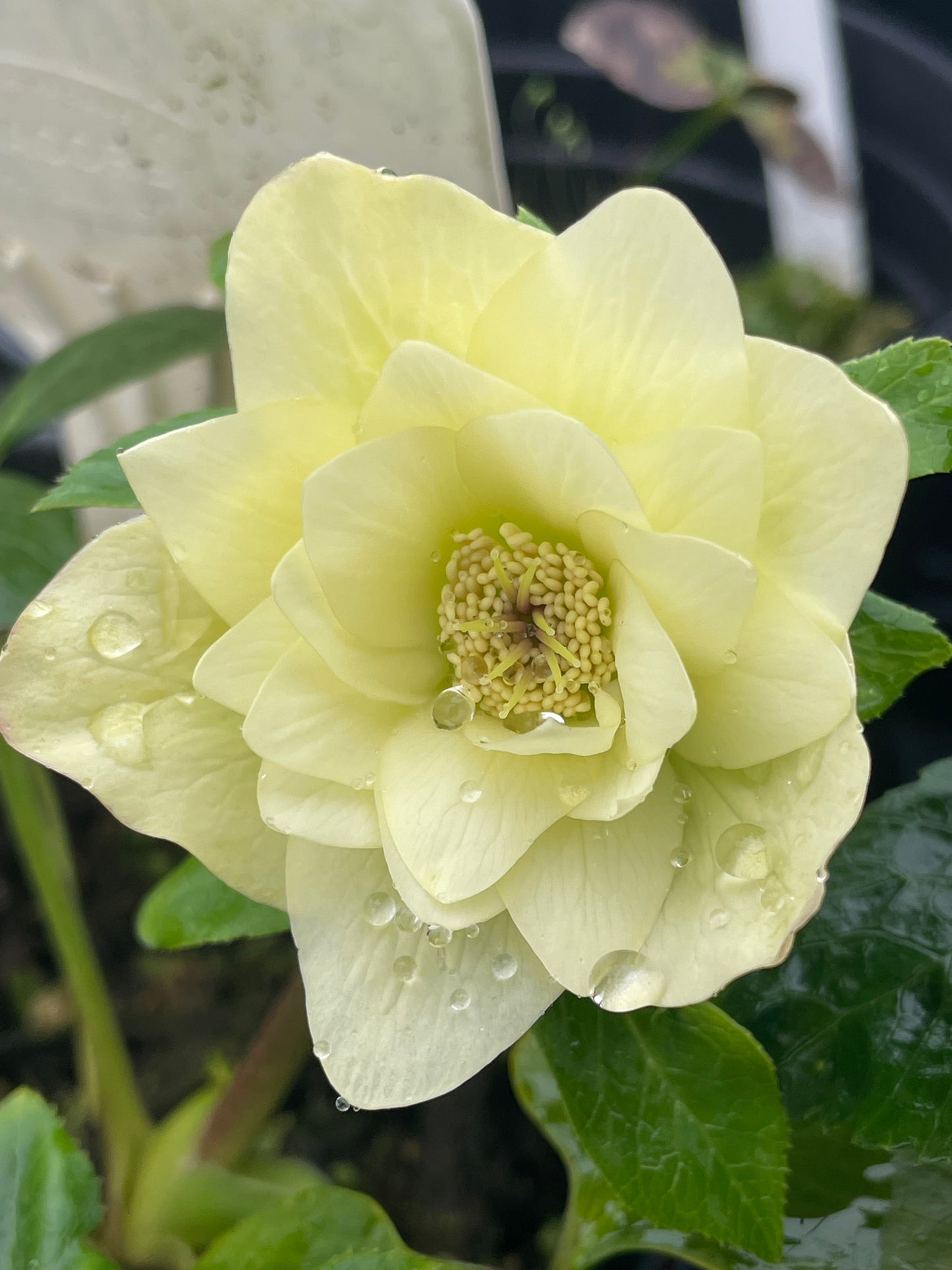 Double helleborus 'Golden Lotus'