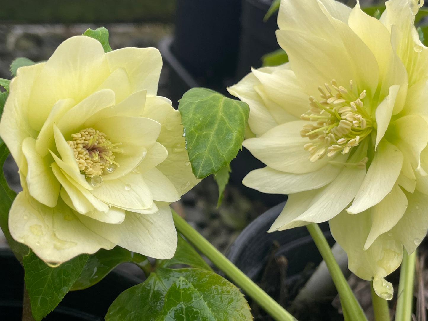 Double helleborus 'Golden Lotus'