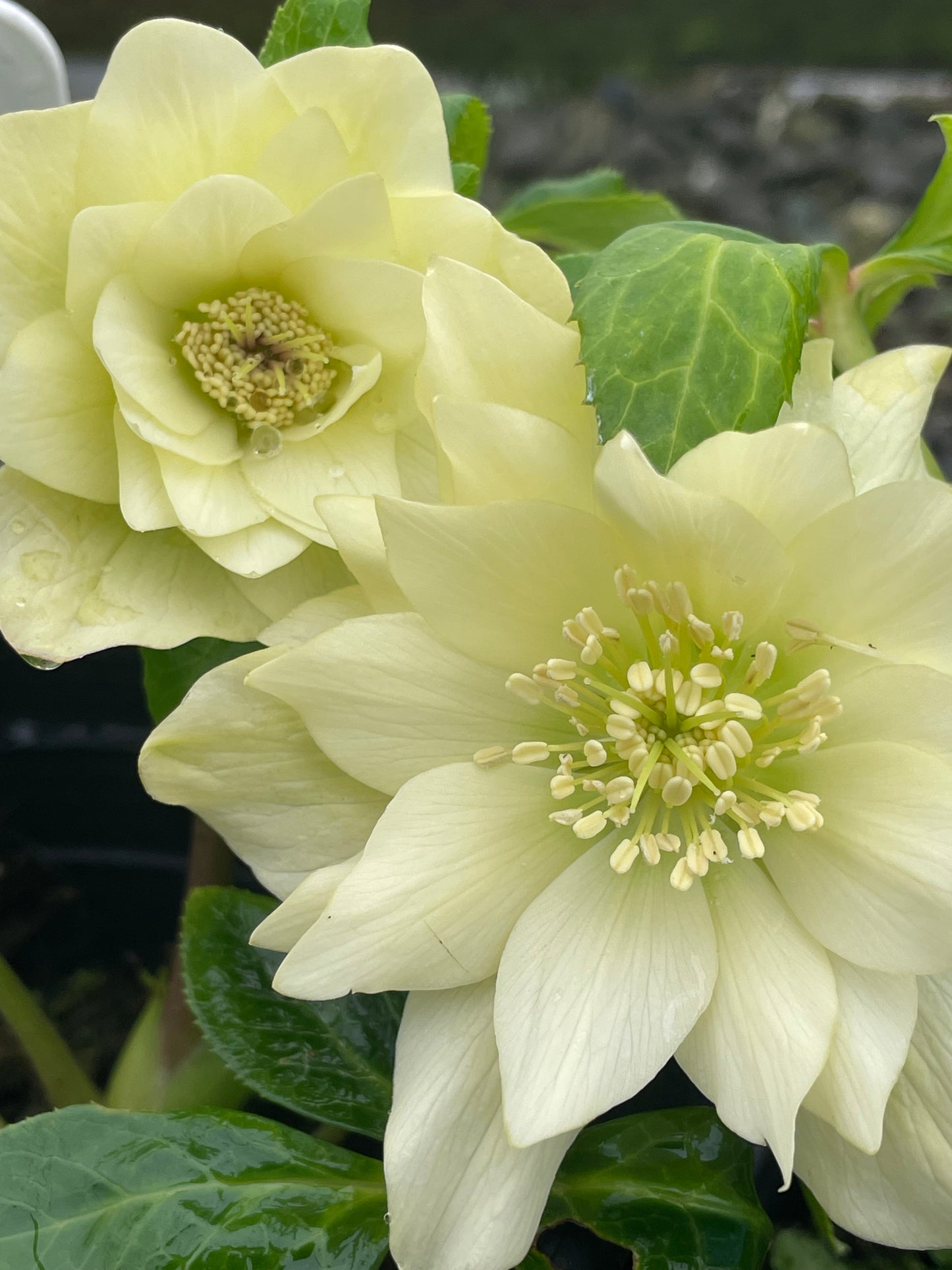 Double helleborus 'Golden Lotus'