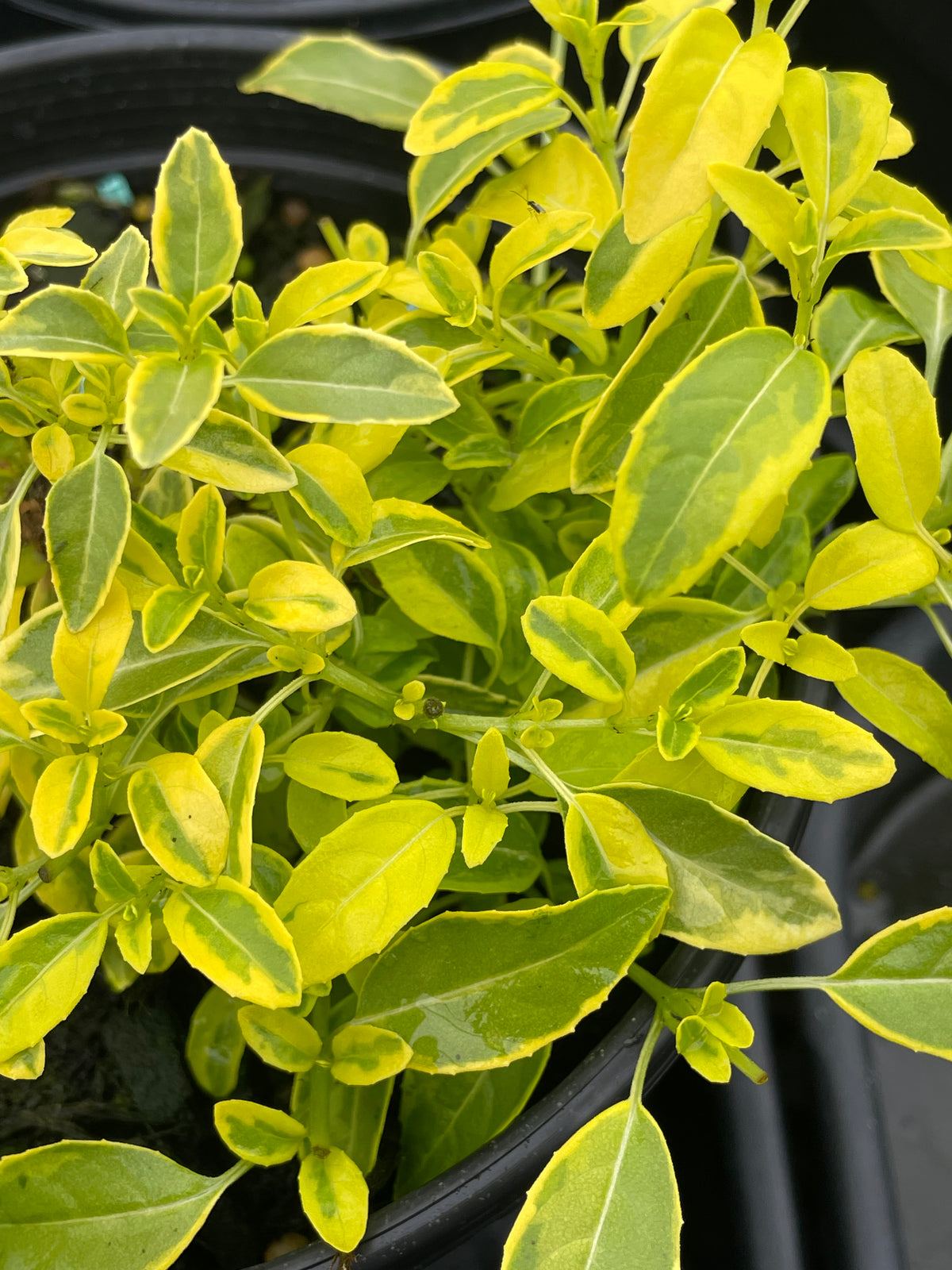 Fuchsia magellanica var. 'molinae Sharpitor' – Singing Tree Gardens Nursery