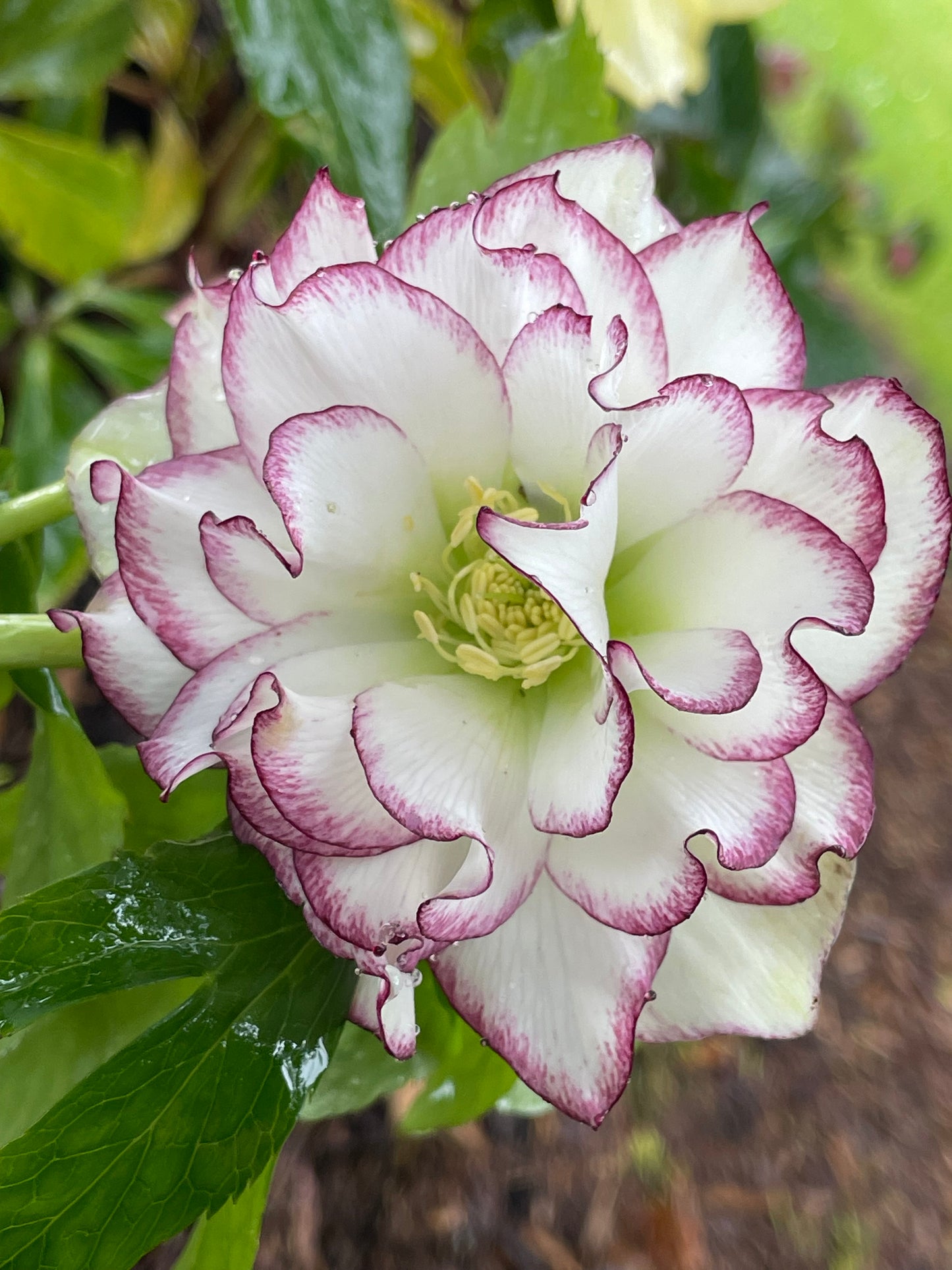 Helleborus x hybridus Winter Jewels series   'Rose Quartz'