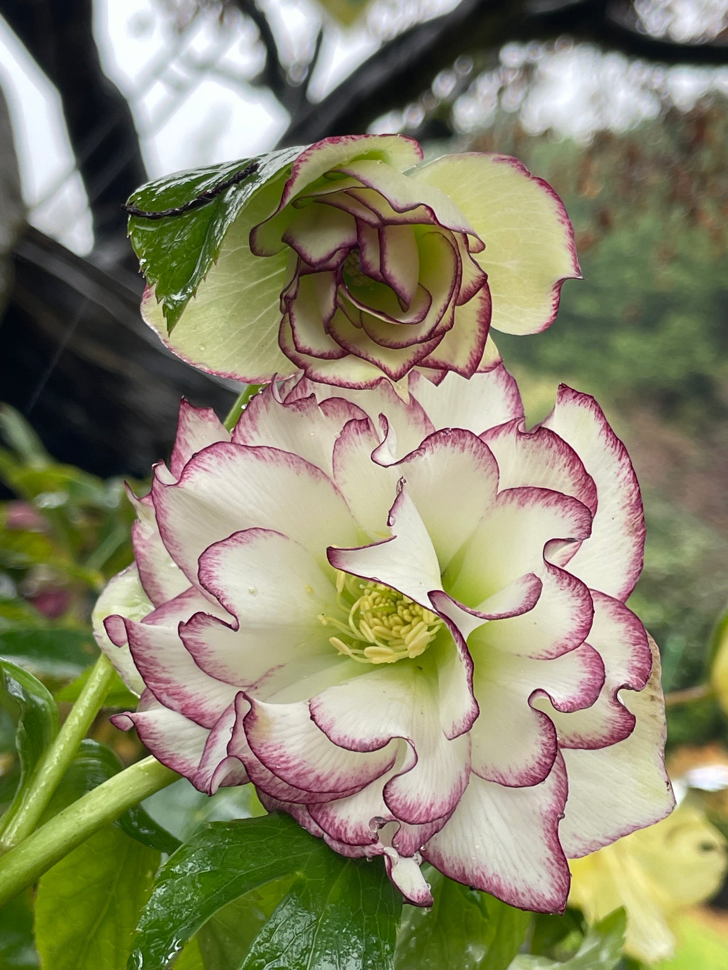 Helleborus x hybridus Winter Jewels series   'Rose Quartz'