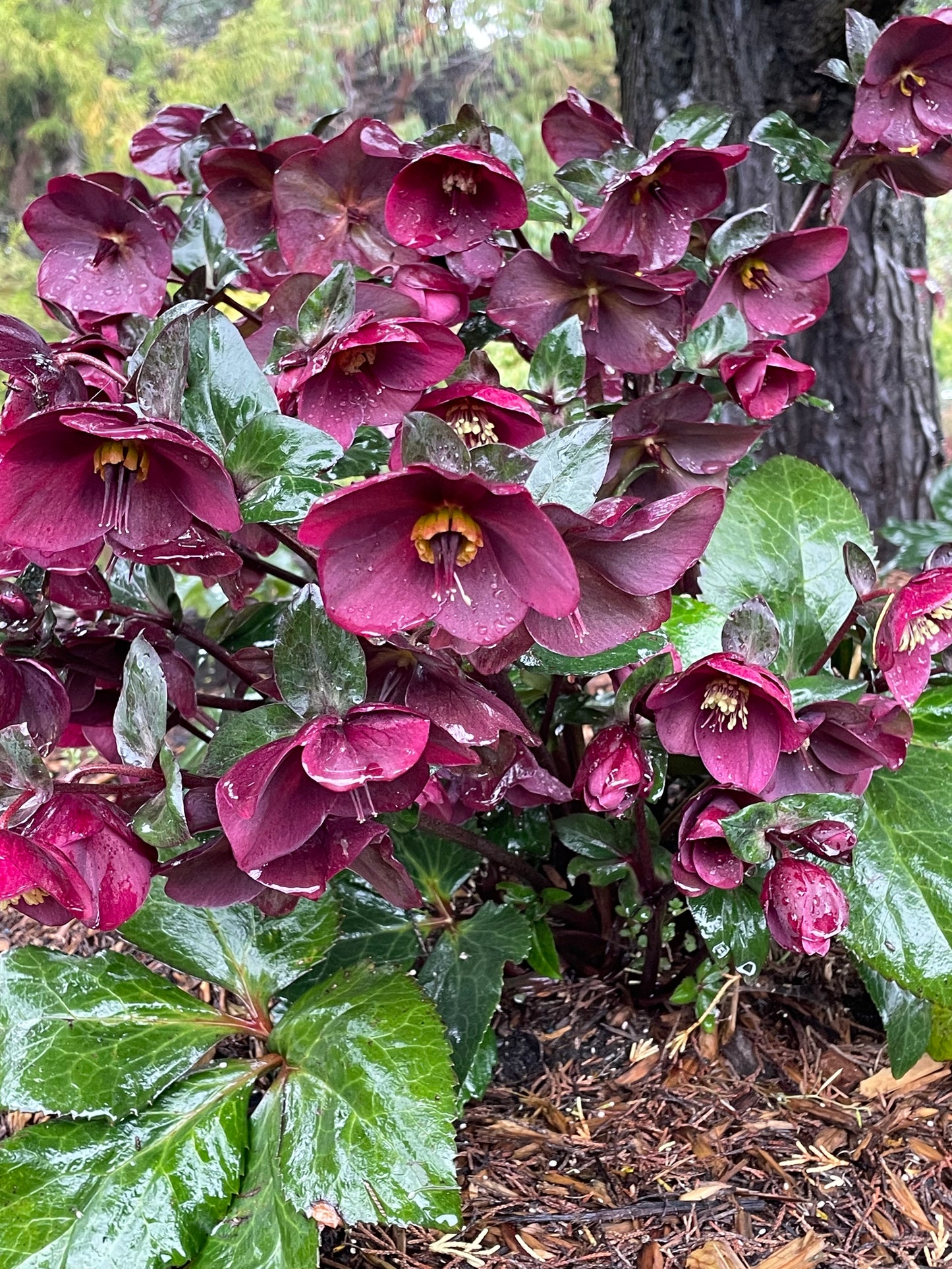 Helleborus 'Ice-n-Roses Brunello'