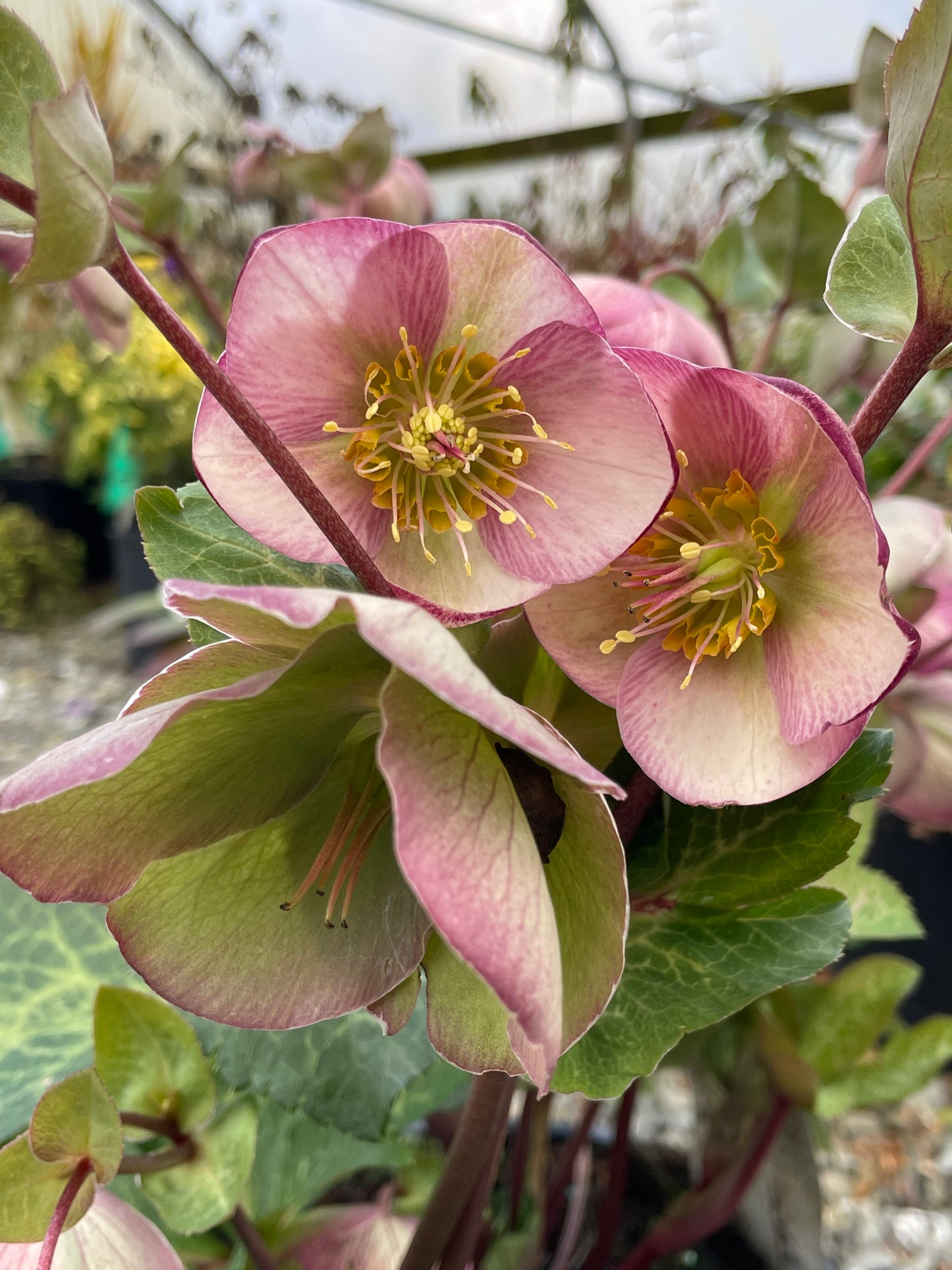 Helleborus x iburgensis 'Glenda's Gloss'