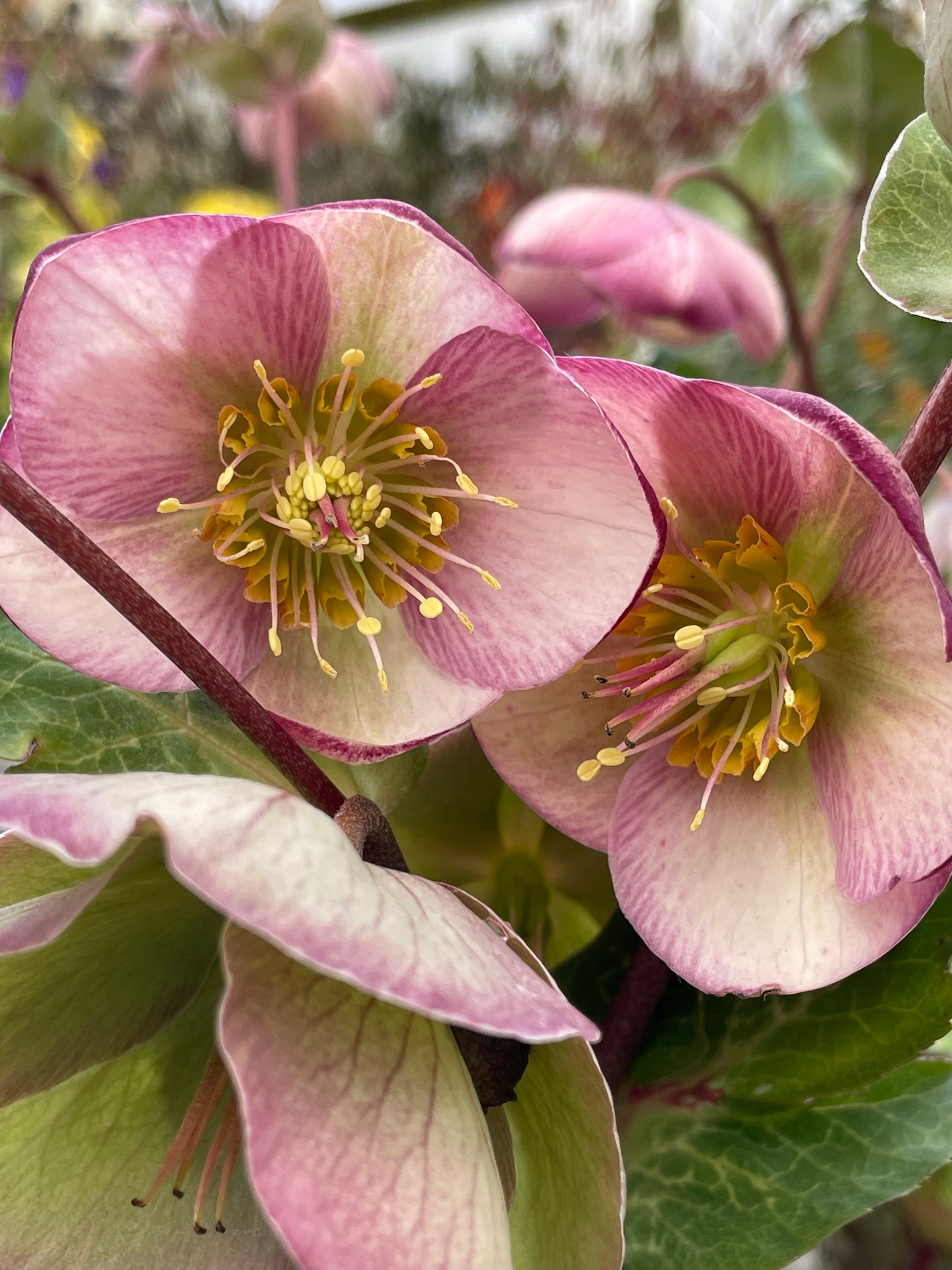 Helleborus x iburgensis 'Glenda's Gloss'