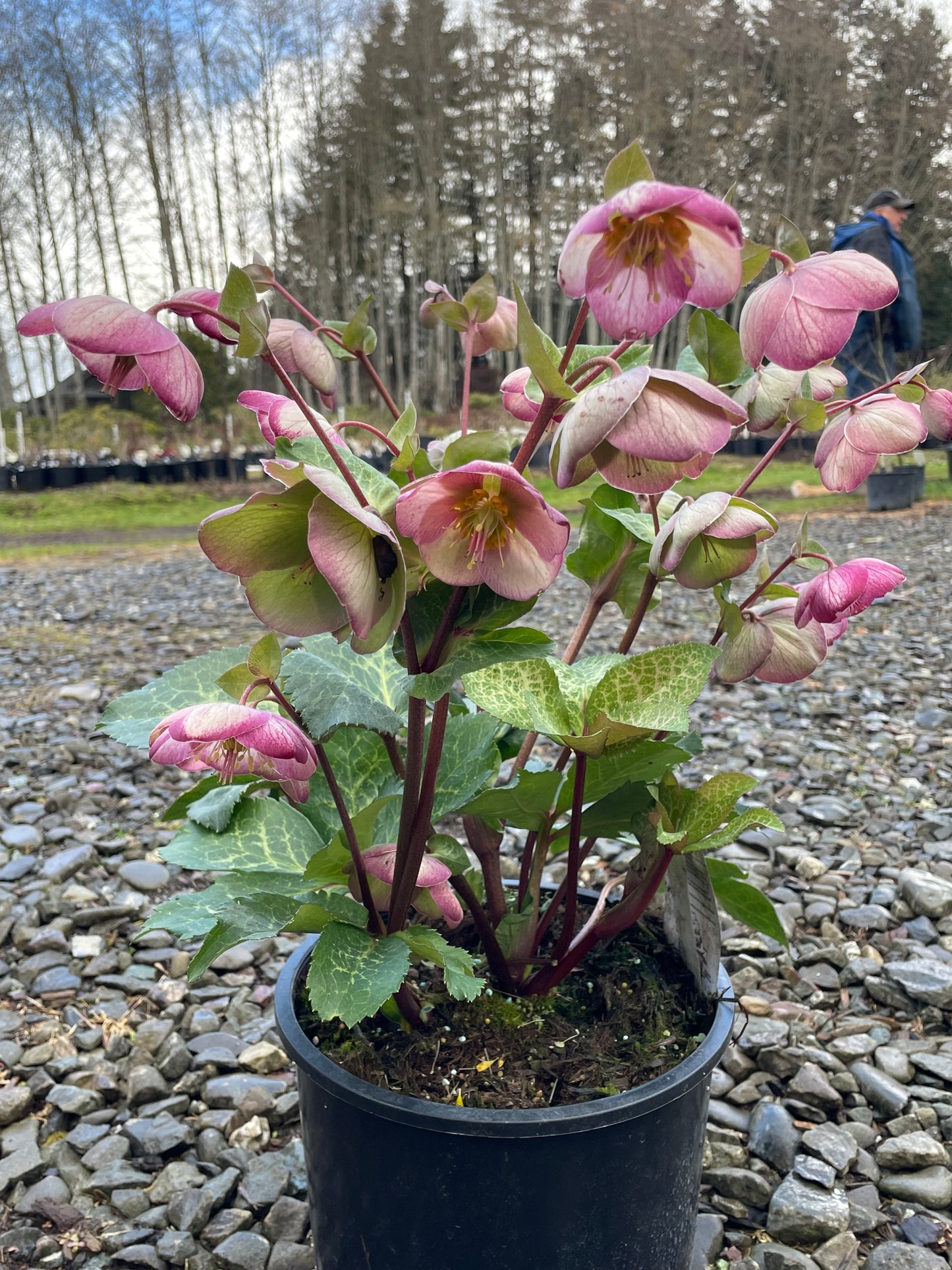 Helleborus x iburgensis 'Glenda's Gloss'