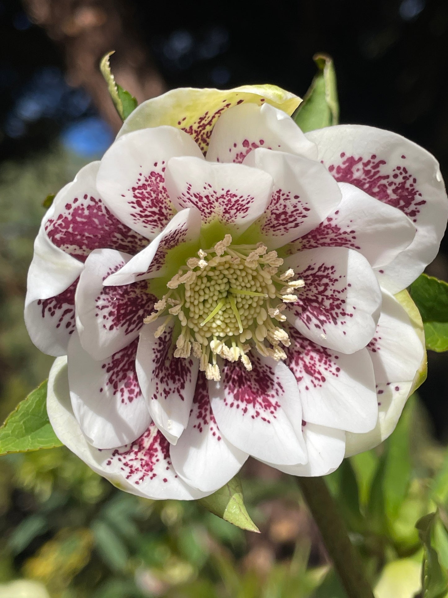 Helleborus x hybridus  Winter Jewels series 'Painted'