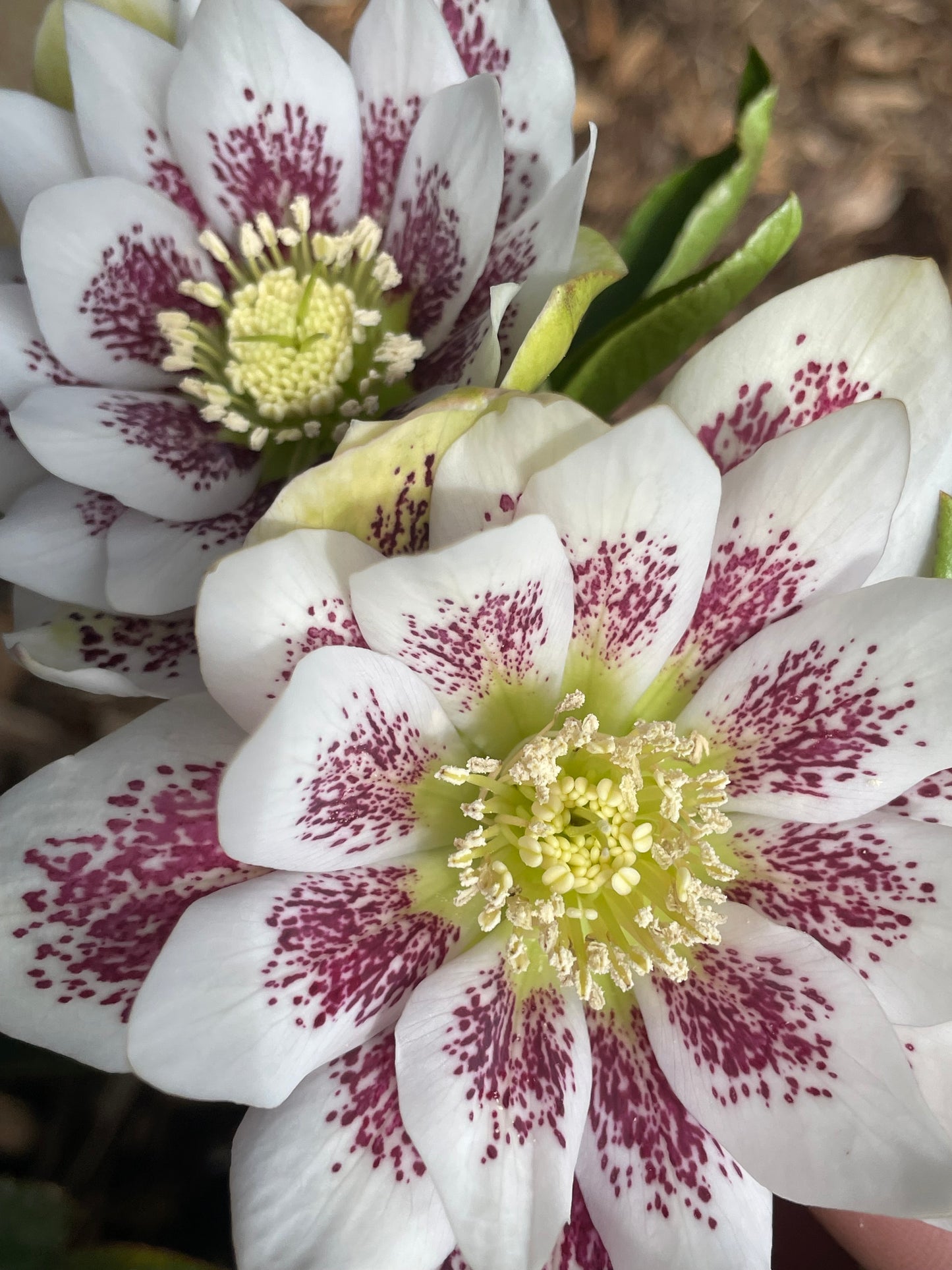 Helleborus x hybridus  Winter Jewels series 'Painted'