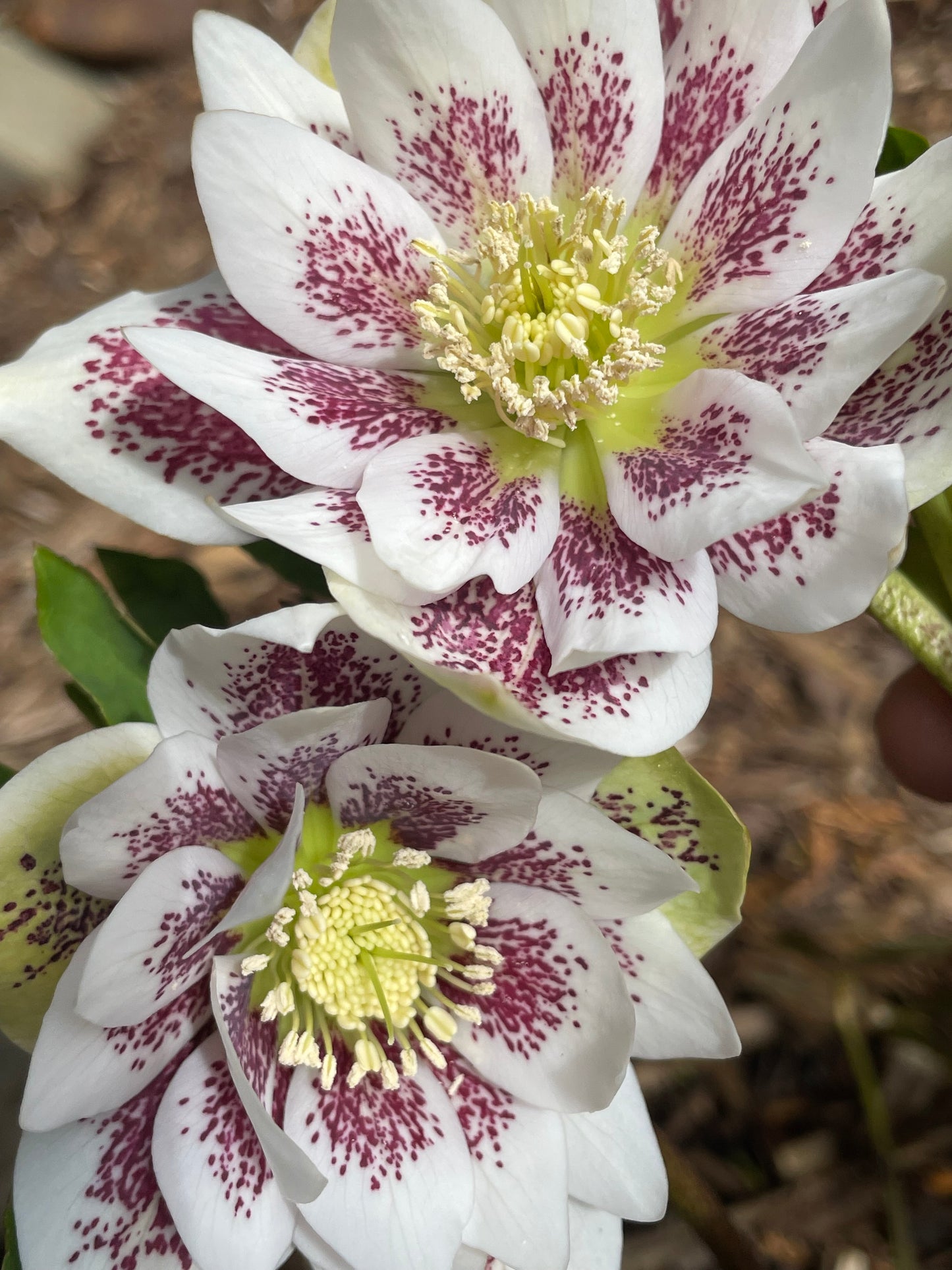 Helleborus x hybridus  Winter Jewels series 'Painted'