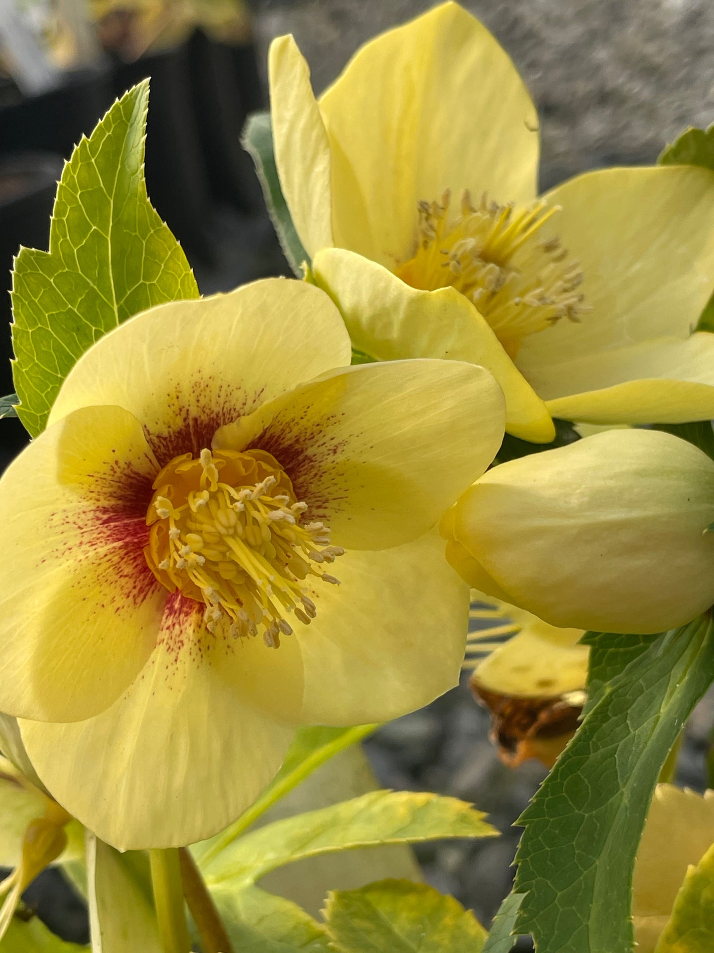 Helleborus Winter Jewels 'Golden Sunrise'