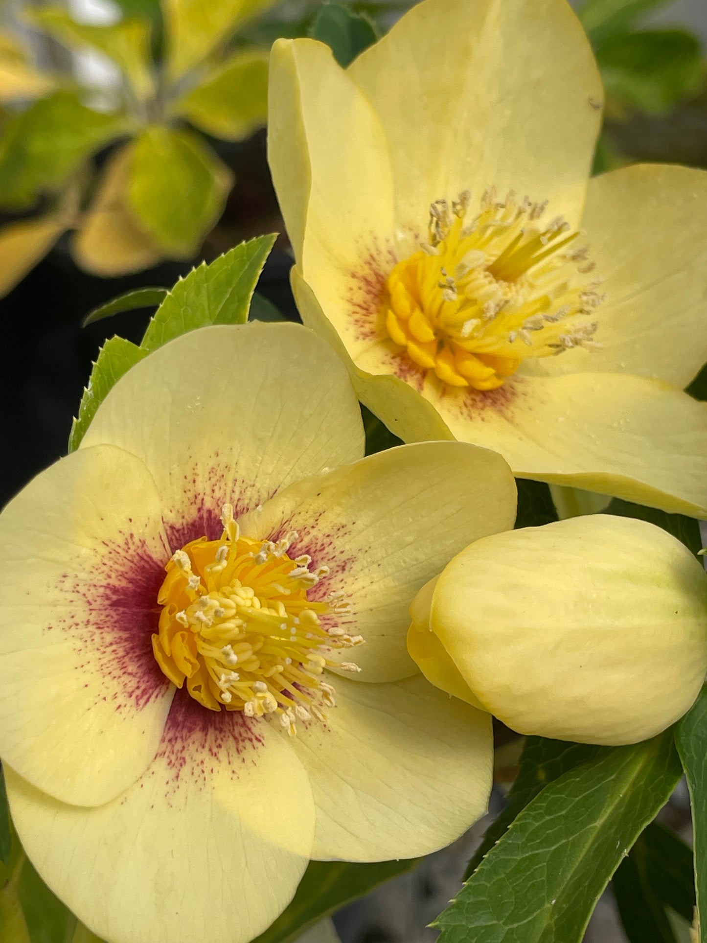 Helleborus Winter Jewels 'Golden Sunrise'