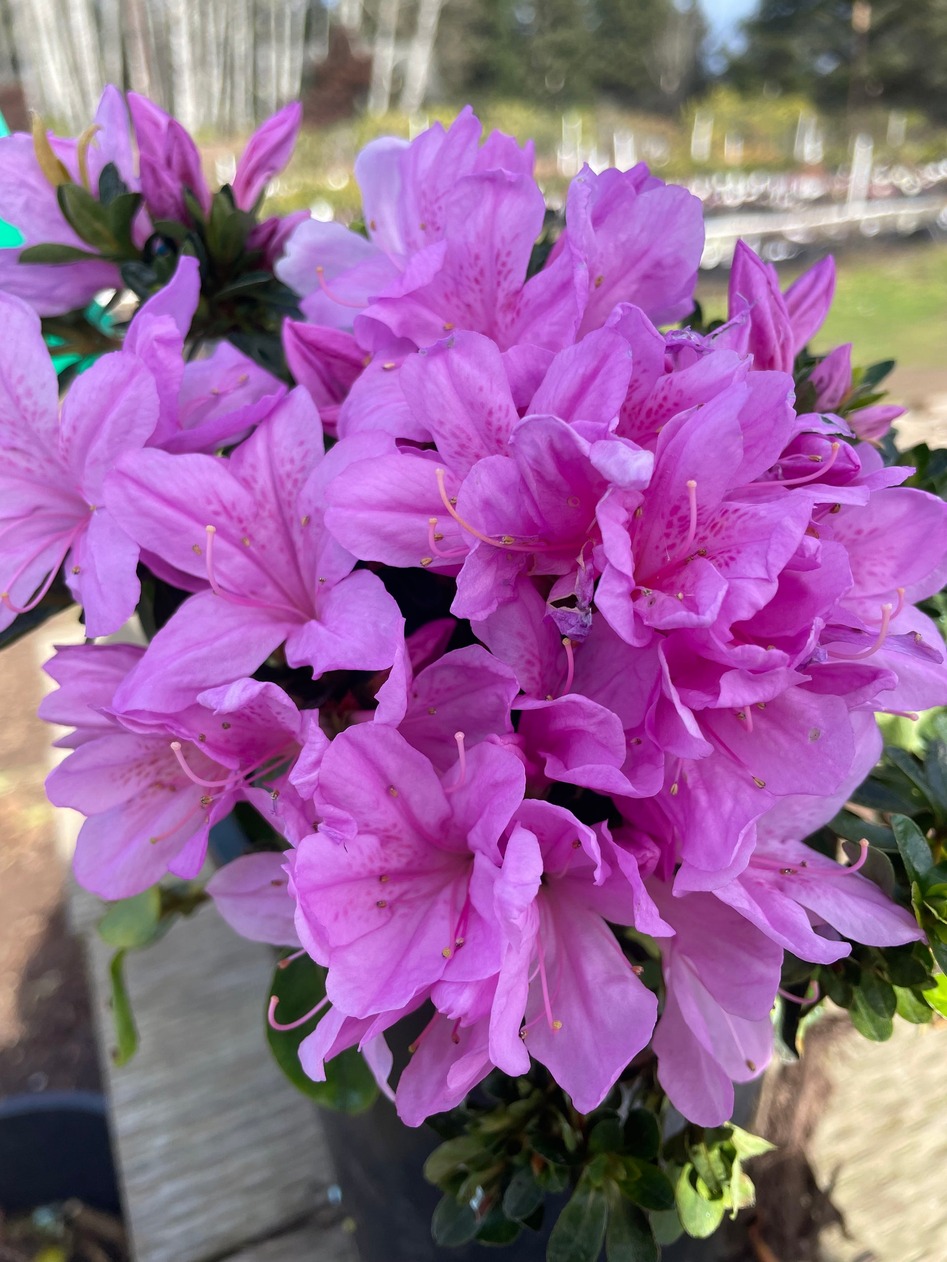 Az. 'Lavender Elf' – Singing Tree Gardens Nursery
