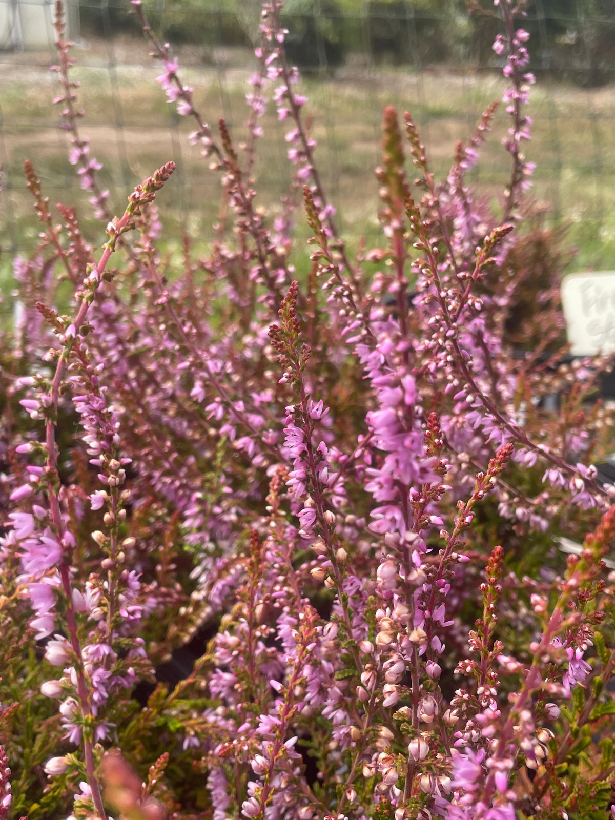 Spring Fire Star Fire Star – Singing Tree Gardens Nursery