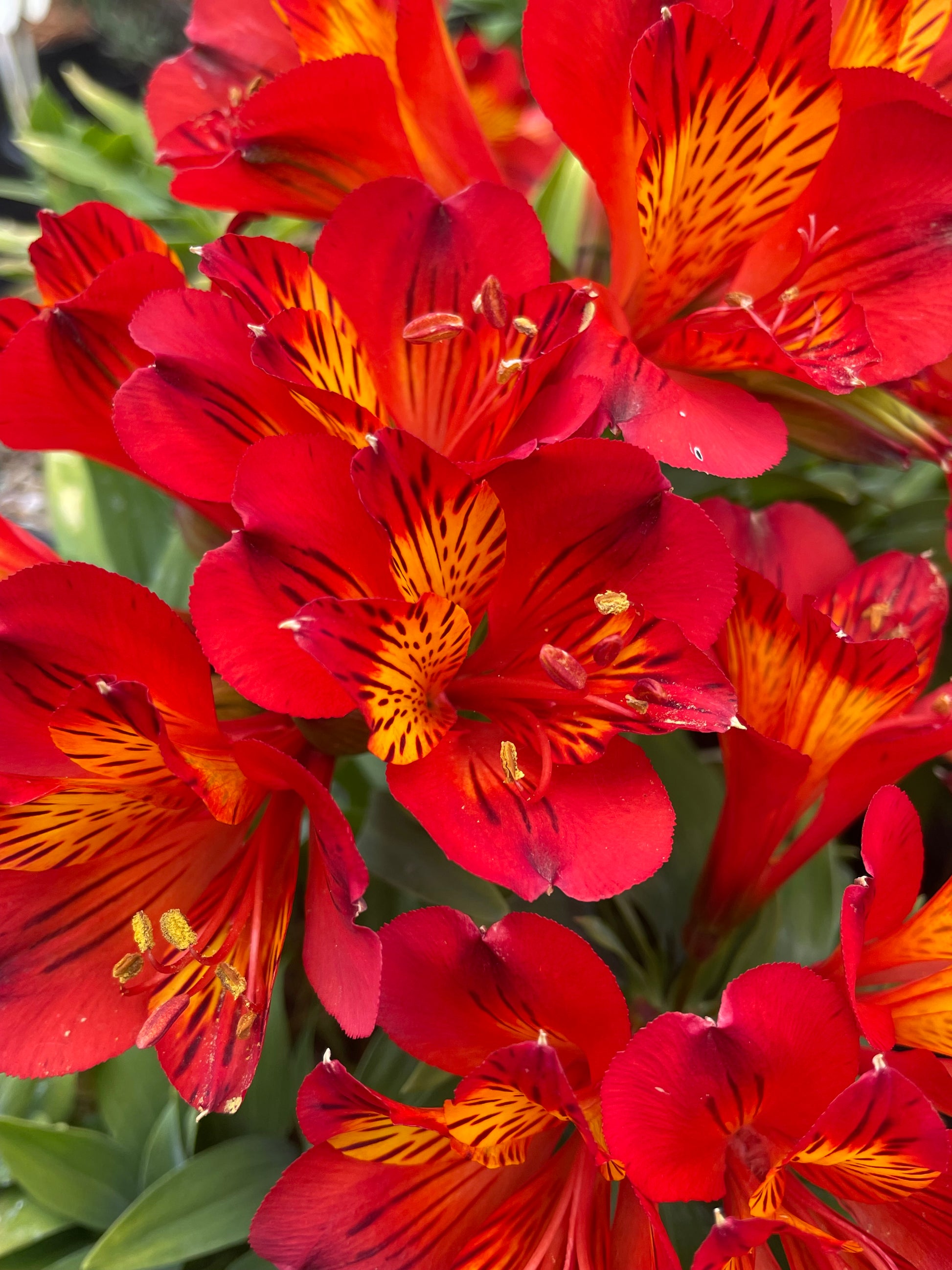 inca lily flower Alstroemeria 'Inca Holland' Peruvian Lily